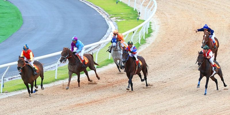 Cá độ đua ngựa hấp dẫn